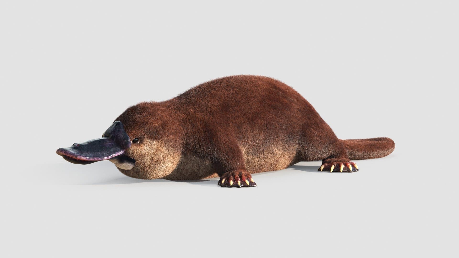 Preview of Platypus Model