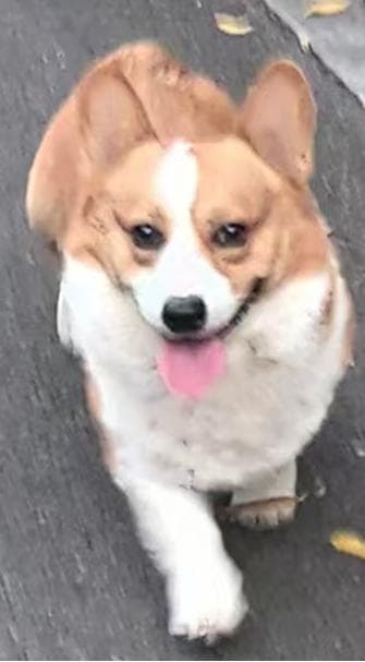 Preview of Corgi Dog