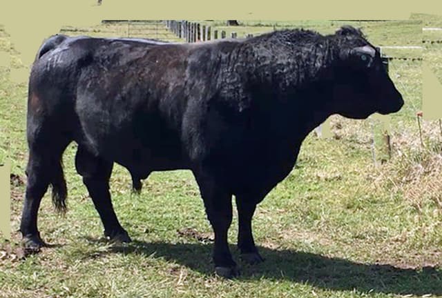 Black Angus Bull Image 1